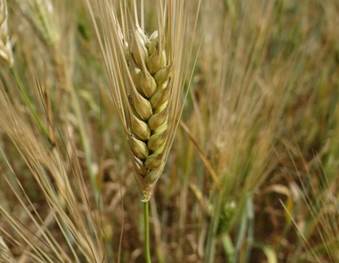 Photo: A stalk of 6-row Aviv Barley near Gama Junction.